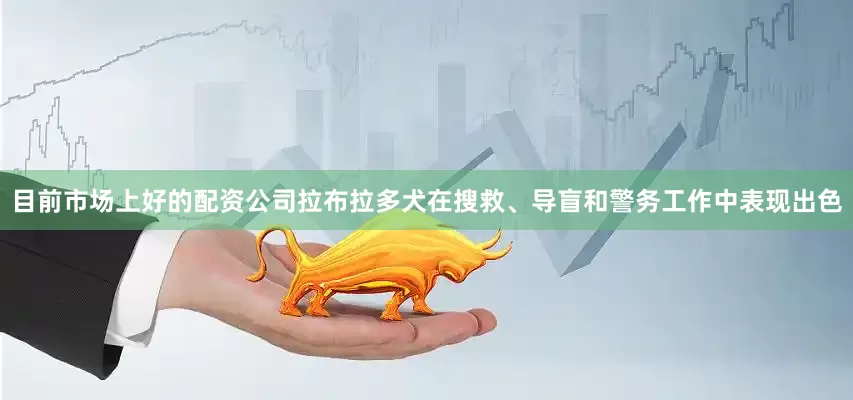 目前市场上好的配资公司拉布拉多犬在搜救、导盲和警务工作中表现出色